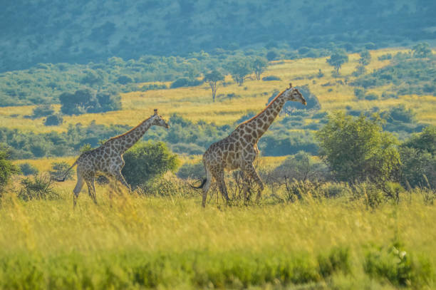 authentique véritable safari sud-africain en bushveld dans une réserve de gibier - pilanesberg national park photos photos et images de collection