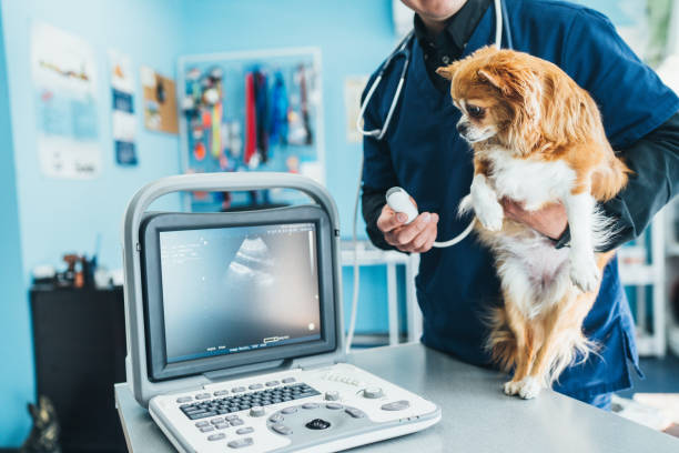 dog having ultrasound scan in vet office - pregnant animal imagens e fotografias de stock