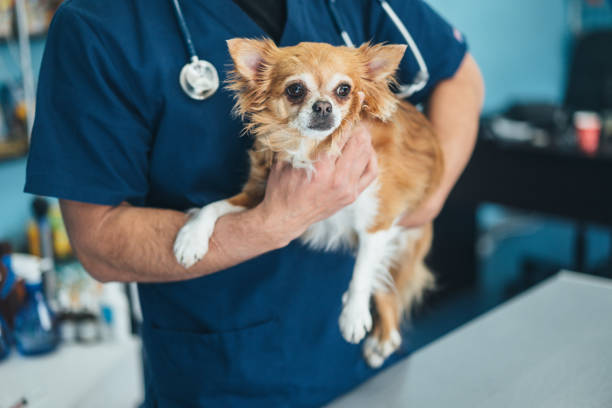 veterinarian holds chihuahua dog - standing puppy cute animal imagens e fotografias de stock