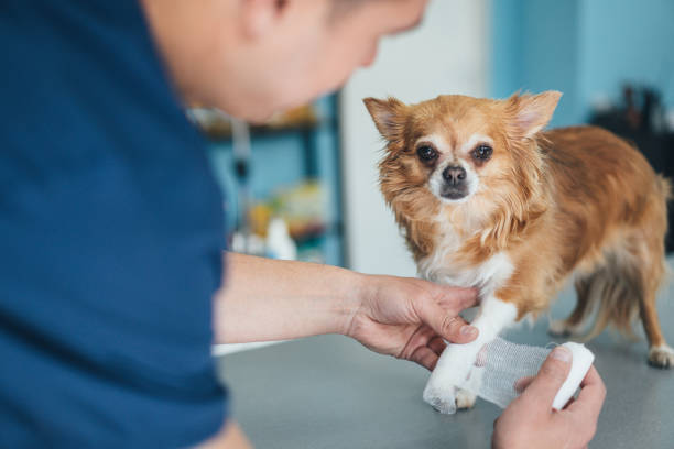 istock Chihuahua's injured leg 1145424411