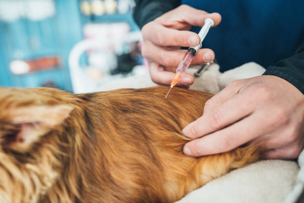 le vétérinaire donne le vaccin au crabot de chihuahua - chihuahua stroking pets human hand photos et images de collection