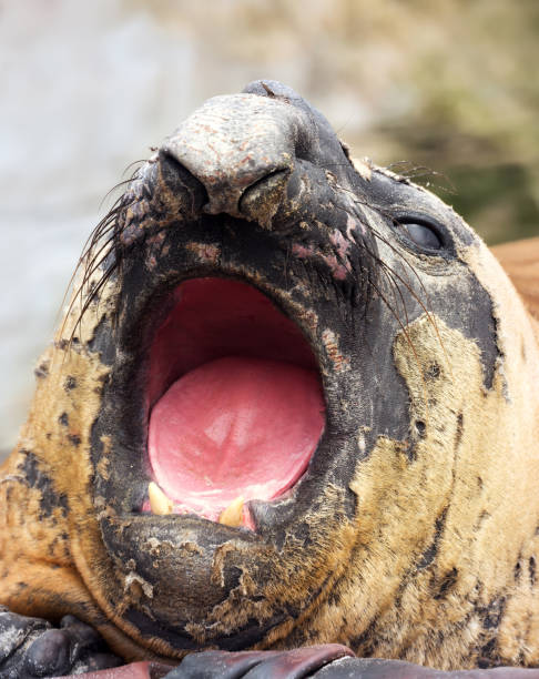 feche acima de um selo de elefante do sul masculino que ruge - animal elephant seal seal yawning - fotografias e filmes do acervo