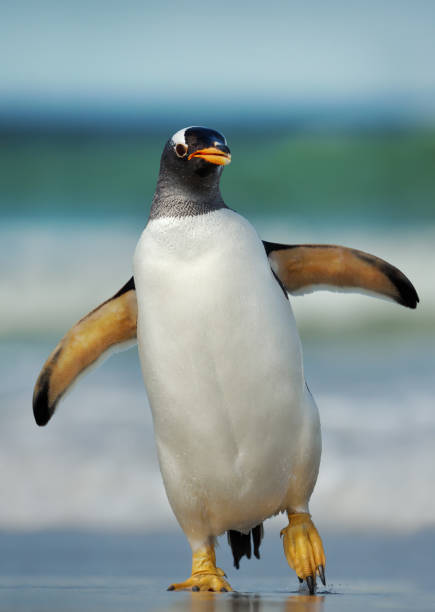 istock Gentoo penguin coming ashore from the ocean 1145425060