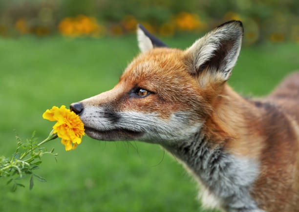 istock Close up of a Red fox smelling marigold flower 1145425065
