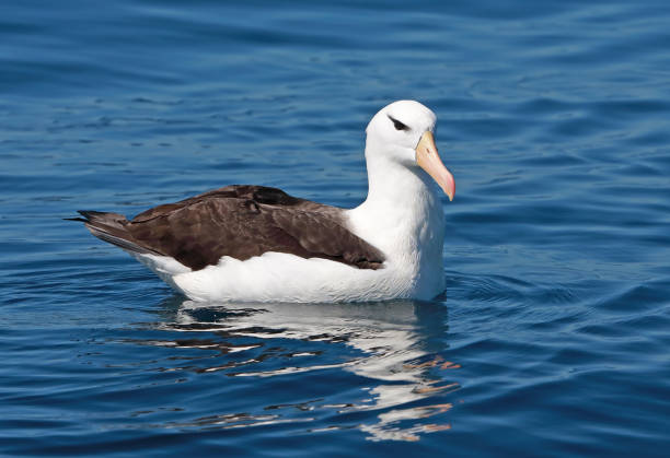 Black-browed Albatross (Thalassarche melanophris) Black-browed Albatross (Thalassarche melanophris) adult on the sea"n"nValparaiso, Chile                  January albatross photos stock pictures, royalty-free photos & images