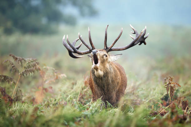 istock Red deer stag calling during rutting season 1145425131