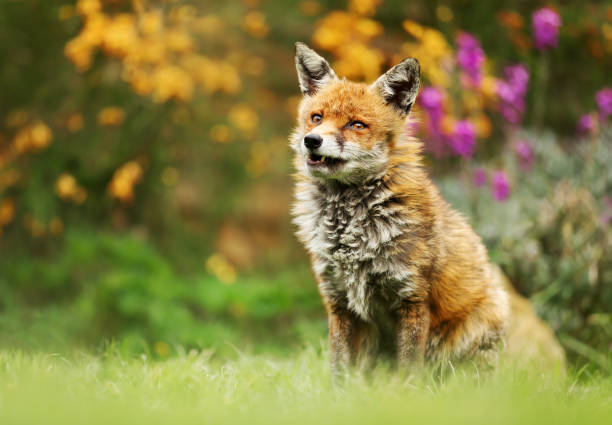 istock Red fox in the garden with flowers 1145425148