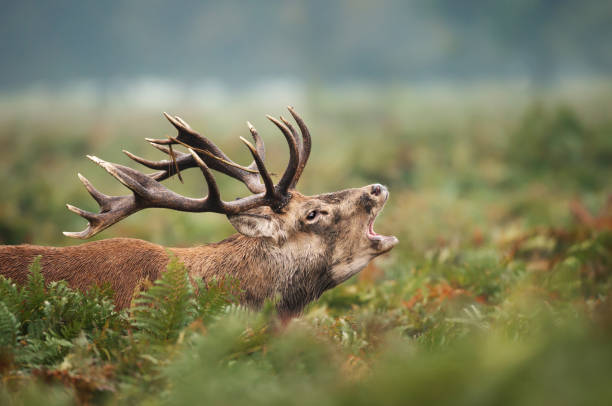 istock Red deer stag calling during rutting season 1145425167