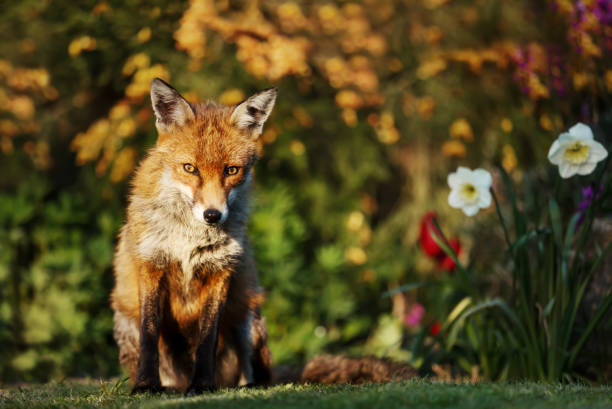istock Red fox in the garden with flowers in spring 1145425199
