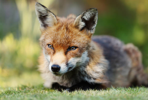 istock Close up of a red fox lying on the grass 1145425220
