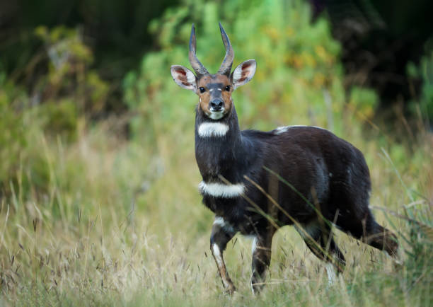 Rare Menelik's Bushbuck standing in the forest Menelik's Bushbuck (Tragelaphus scriptus meneliki) standing in the forest, Ethiopia. bushbuck photos stock pictures, royalty-free photos & images