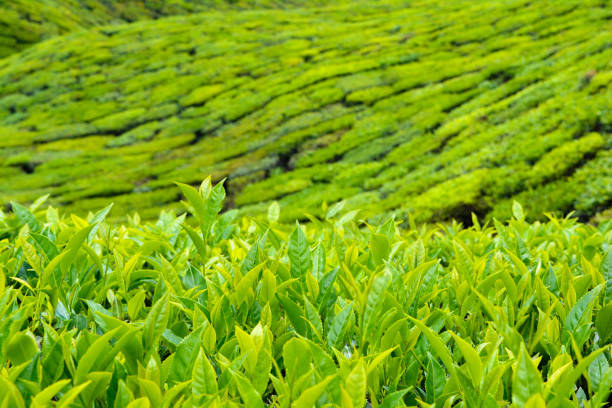 istock Tea Plantations in Munnar, India 1145425817