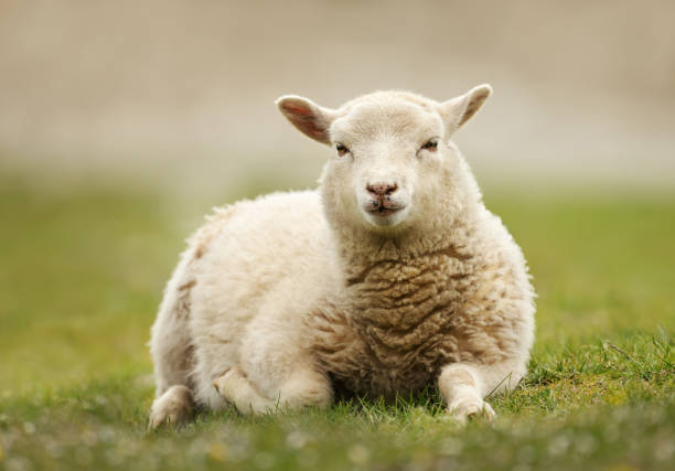 Close up of a Northern European short-tailed sheep laying on the grass, Scotland.