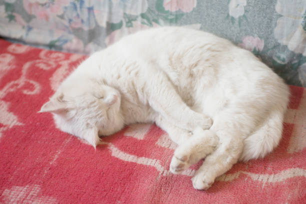 istock beautiful white cat sleeps on the sofa. 1145425915