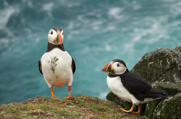 istock Two Atlantic puffins standing on a cliff top 1145425942