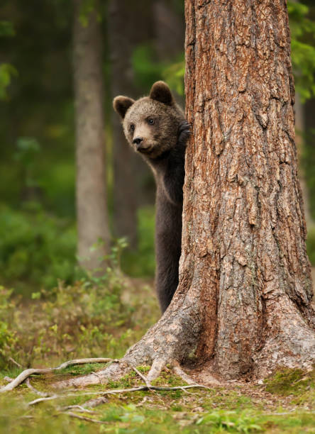 istock European brown bear cub hiding behind the tree 1145425991