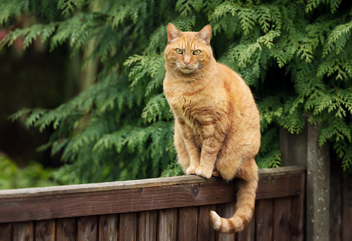 Close up of a ginger cat sitting on a wooden fence.