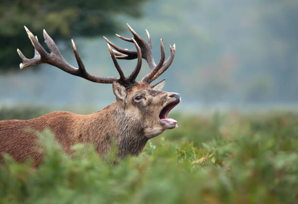 istock Red deer stag calling during rutting season 1145426338