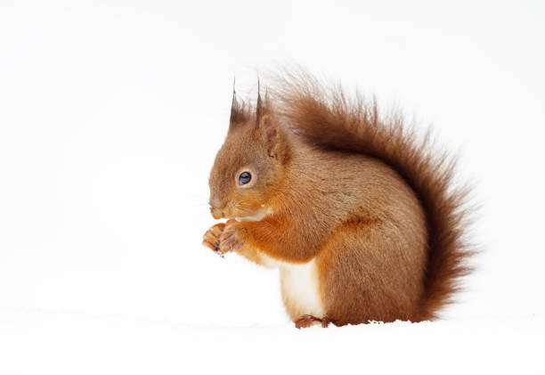 istock Red squirrel sitting in the snow and eating a nut 1145426383