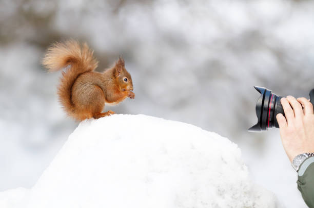 fotograf fotografiert ein rotes eichhörnchen im winter - winter woods frost fragility stock-fotos und bilder