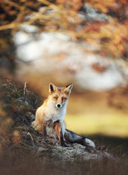 istock Close-up of a Red fox in autumn 1145426404