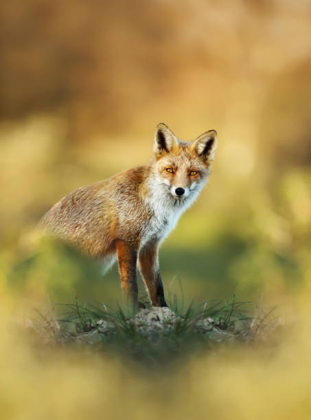 istock Close-up of a Red fox in autumn 1145426410