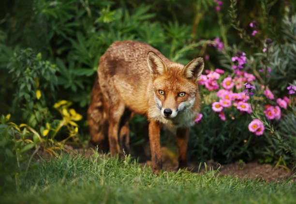 istock Red fox in the garden with flowers 1145426445