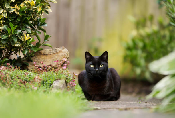 Close up of a black cat lying in the garden stock photo