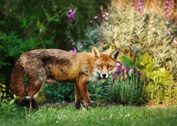 istock Red fox in the garden with flowers 1145426510
