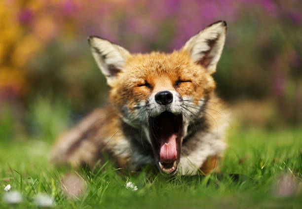 istock Close up of a Red fox yawning 1145426522