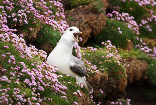 Close up of a calling Northern Fulmar Close up of a calling Northern Fulmar (Fulmarus glacialis) in a field of thrift flowers, Shetland Islands, UK. fulmar stock pictures, royalty-free photos & images