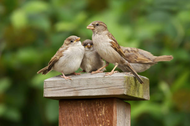 house sparrow vrouwelijke voederen haar kuikens - house sparrow stockfoto's en -beelden