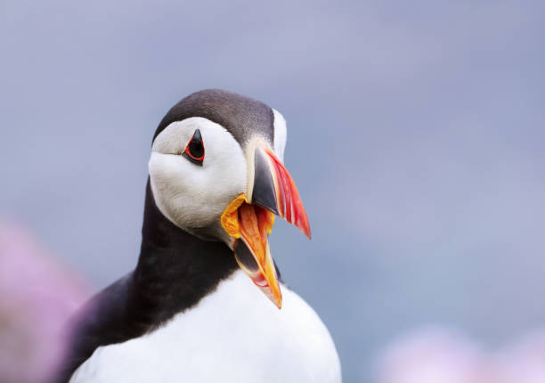 istock Close up of Atlantic puffin calling 1145427169