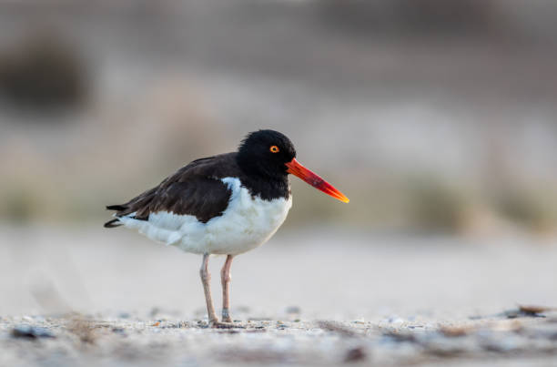 istock American Oystercatcher at sunrise 1145429235