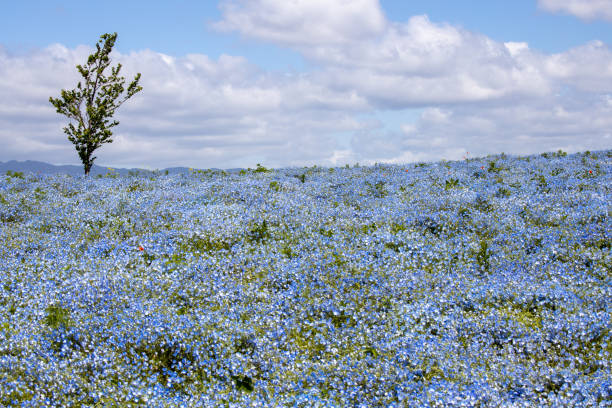 istock hill of nemophila 1145431288