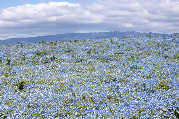 istock hill of nemophila 1145431297