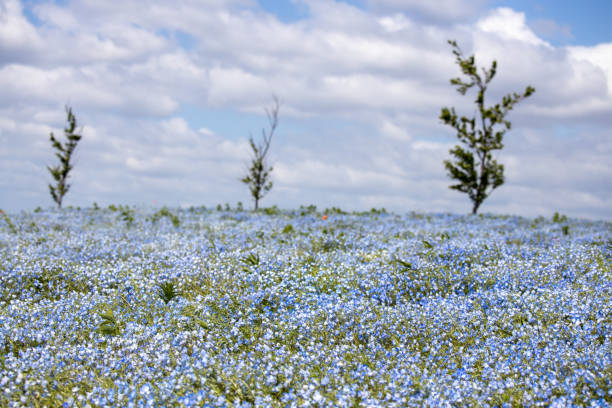 istock hill of nemophila 1145431302
