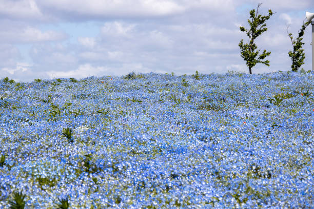 istock hill of nemophila 1145431305