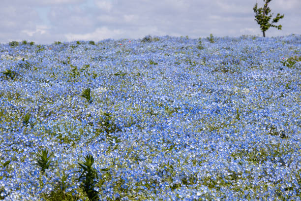 istock hill of nemophila 1145431307