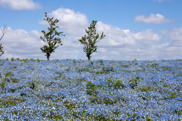 istock hill of nemophila 1145431333