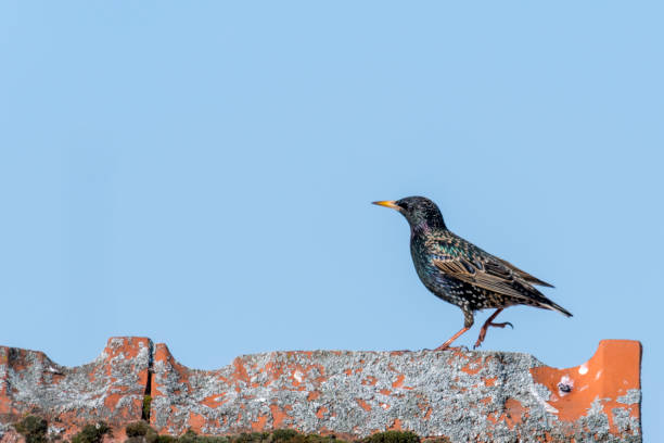 istock Starling walks over a roof ridge with copy-space 1145432005