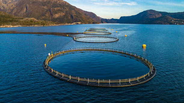 istock Salmon fish farm. Hordaland, Norway. 1145432307