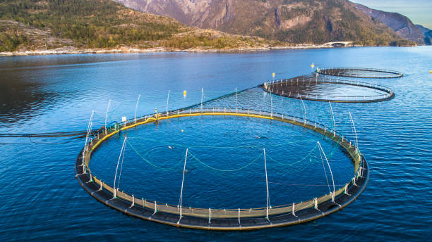istock Salmon fish farm. Hordaland, Norway. 1145432439