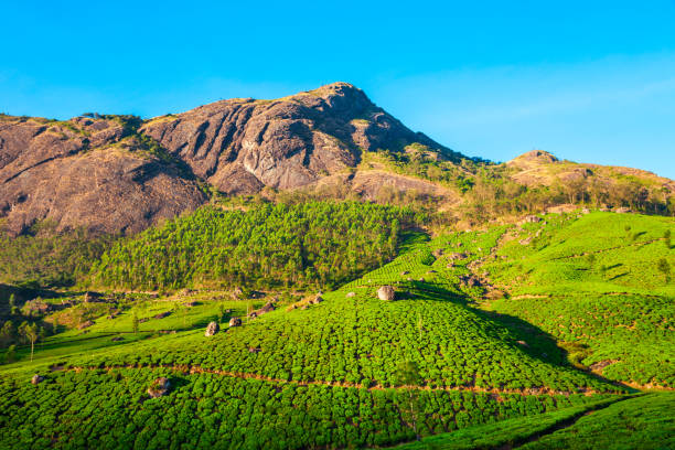 istock Tea plantation nature background landscape 1145433294