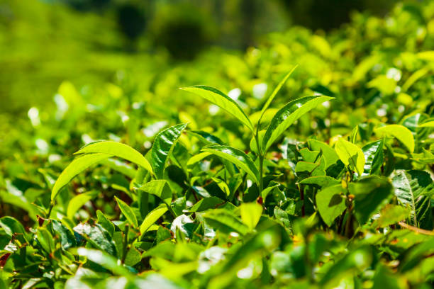 istock Tea plantation nature background landscape 1145433302