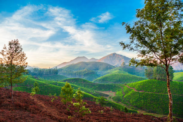 istock Tea plantation nature background landscape 1145433385
