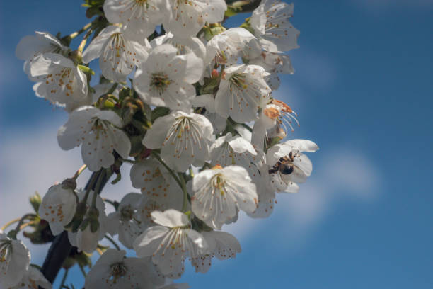istock photo of blooming cherry tree 1145433429