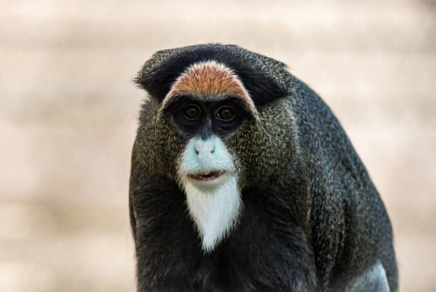 istock De Brazza's Monkey, an attractive primate with distinctive fur 1145434349