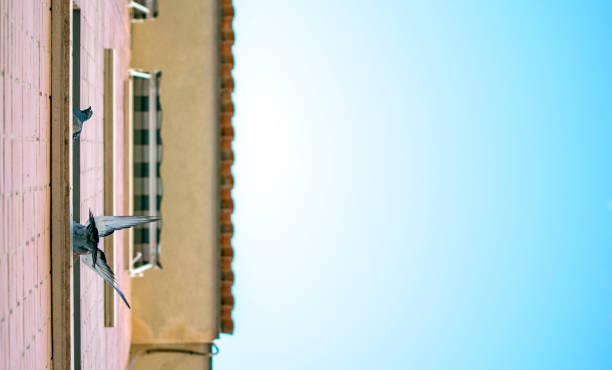 istock Pigeons standing on the window of a house looking down 1145434547