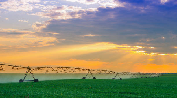 istock Irrigation system watering agricultural field 1145436029